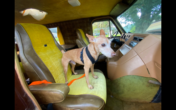 tigger on passenger seat of van