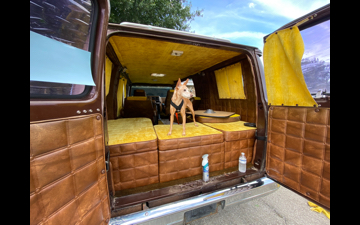 tigger standing on he bed with rear van doors open